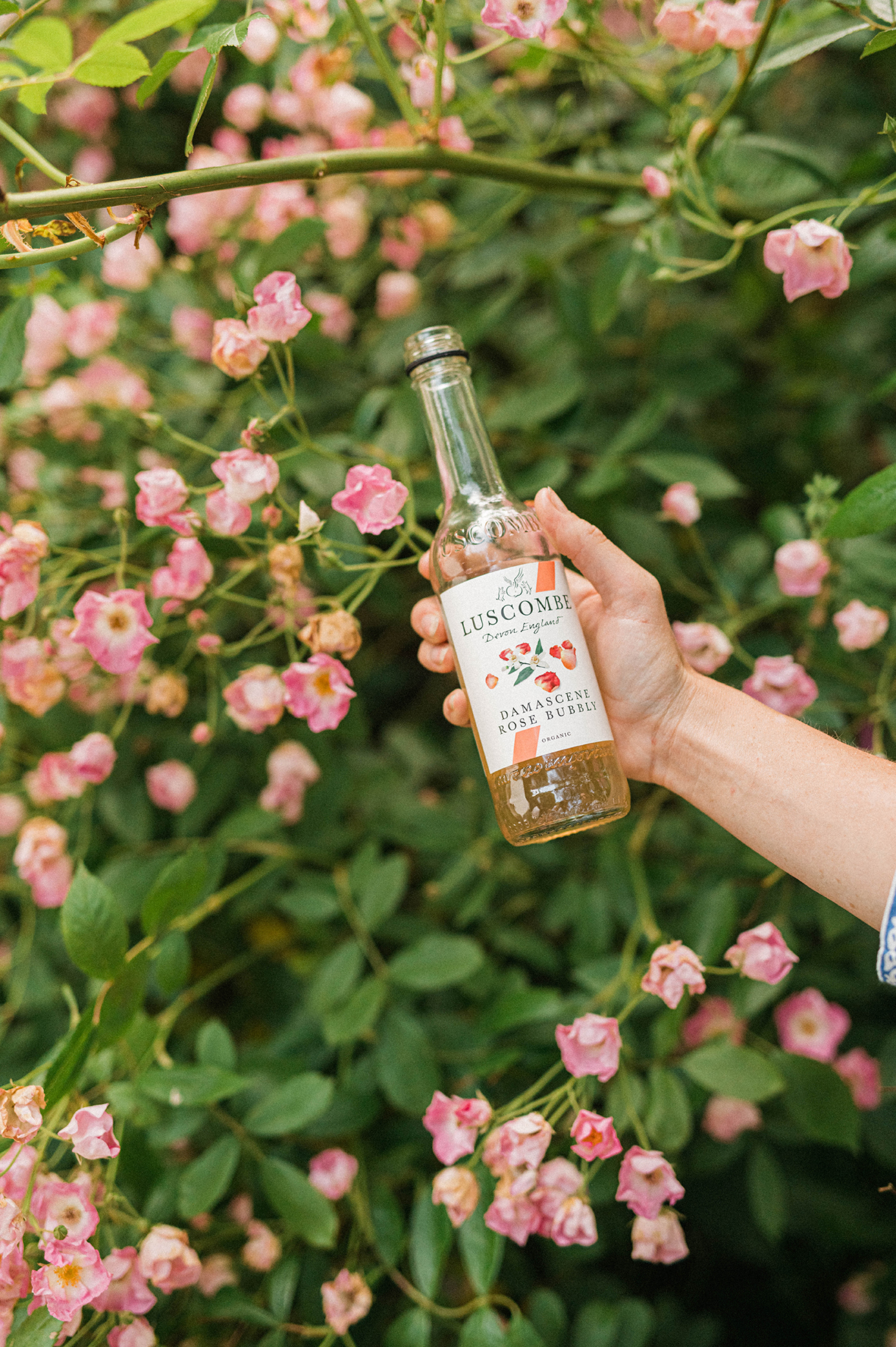 Damascene Rose Bubbly Luscombe Devon Produce Wedding